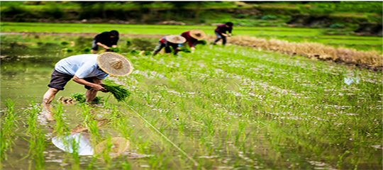 農(nóng)業(yè)農(nóng)村部辦公廳關(guān)于開展2020年全國農(nóng)民“小康美景手機拍”攝影作品征集活動的通知